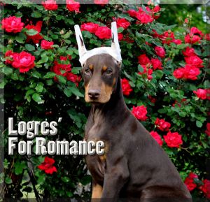 Logres' For Romance at 11 weeks